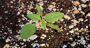 First true leaves of Palmer amaranth.