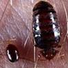 Engorged adult and nymphal bed bug.