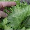 Downy mildew on lettuce.