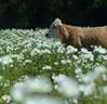A brown cow standing in a feild of white flowers.