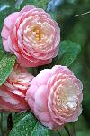 Camellia flowers.