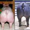 Photos of a heavily muscled pig and a well-muscled pig.