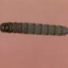 Lesser cornstalk borer larva.