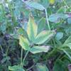 Close-up photo of classic boron toxicity foliar symptoms in the peanut field.