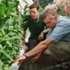 People checking the roots of ornamental plants.