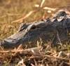 An alligator lurking in some grass.