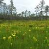 Flowering yellow trumpet pitcherplants in a seepage slope.