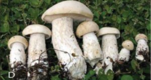 a line of various sizes of recently-picked Macrocybe  titans mushrooms