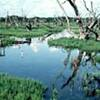 Recobro de la vegetación en un embalse.