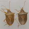 Dorsal view of stink bugs.