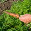 A hand holding a fresh carrot above carrot plants in a field.