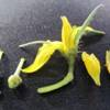 Reproductive features of tomato flower.