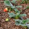 Drip irrigation applied at the surface for strawberry production .