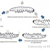 Diagram of the generalized life cycle of entomopathogenic nematodes.