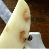 Internal heat necrosis symptoms in a fresh market potato.