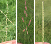 Guinea grass seedhead branch, johnsongrass seedhead branch, and vaseygrass spikelet.