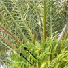 Overview of canopy of Canary Island date palm with Fusarium wilt.