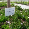 Wildlife/butterfly garden with flowering plants.
