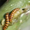 Cactus moth larva.