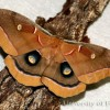 Adult male polyphemus moth.