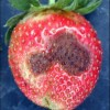 Anthracnose lesions on a ripe strawberry.