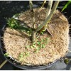 Disk-type mulch in a potted plant with weeds.