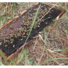 Bear damage to a beehive frame.