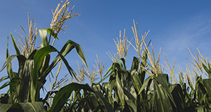 Corn stalks growing in a field.