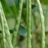 Pole beans, a type of green bean.