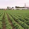 Agricultural field.