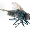 Adult Horn fly.