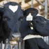 Feeding dairy cows.