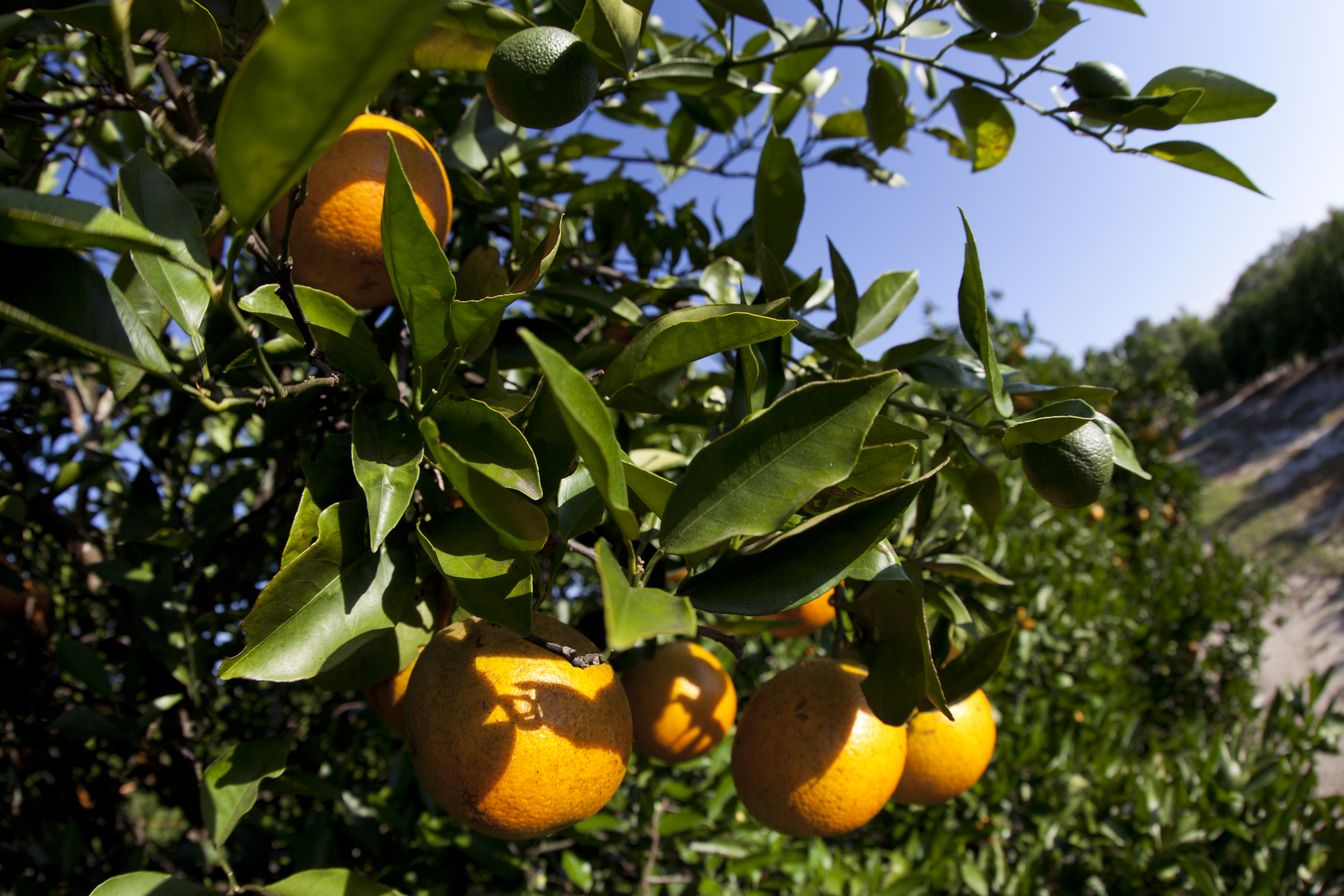 Florida oranges on the tree