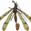 Dorsal view of the holotype of the Florida scorpionfly.