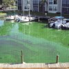 A bloom of blue-green algae on the water surface of an estuary.