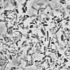 Microscopic image of bacteria.