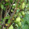 Common pear plant.