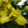 Close up photo of Kenyan Cassia.