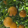 Oranges displaying evidence of Citrus Black Spot.
