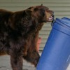 A bear stealing garbage.