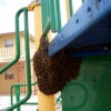 A swarm of bees clustered on playground equipment.
