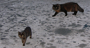 a photo of two feral cats in a heavily oil-stained parking lot