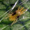 Two-spotted spider mite.