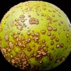 Lesiones marrones elevadas de cancro en fruta con unos particulares márgenes prominentes empapados de agua.