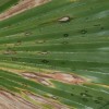 Washingtonia filifera leaf exhibiting multiple stages of leaf spot development.