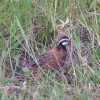 Male northern bobwhite.