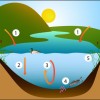 Diagram showing the processes that affect phosphorus levels in a shallow lake.