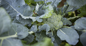 Photo of broccoli florets and leaves seen from above.