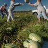 Agricultores que cosechan un campo.