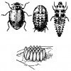 Estadíos de la mariquita común: adulto, pupa y larva, y un conjunto de huevecillos.